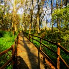 The Long and Winding wood-path